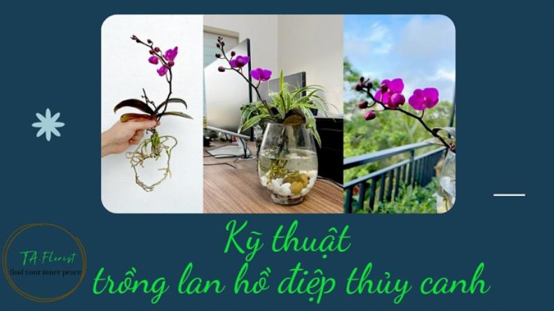 Một cây lan hồ điệp chỉ có lá và rễ khỏe mạnh nhưng không có vòi hoa, minh họa vấn đề không ra hoa phổ biến.